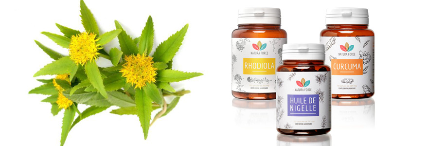 Les bienfaits du rhodiola sur l’organisme